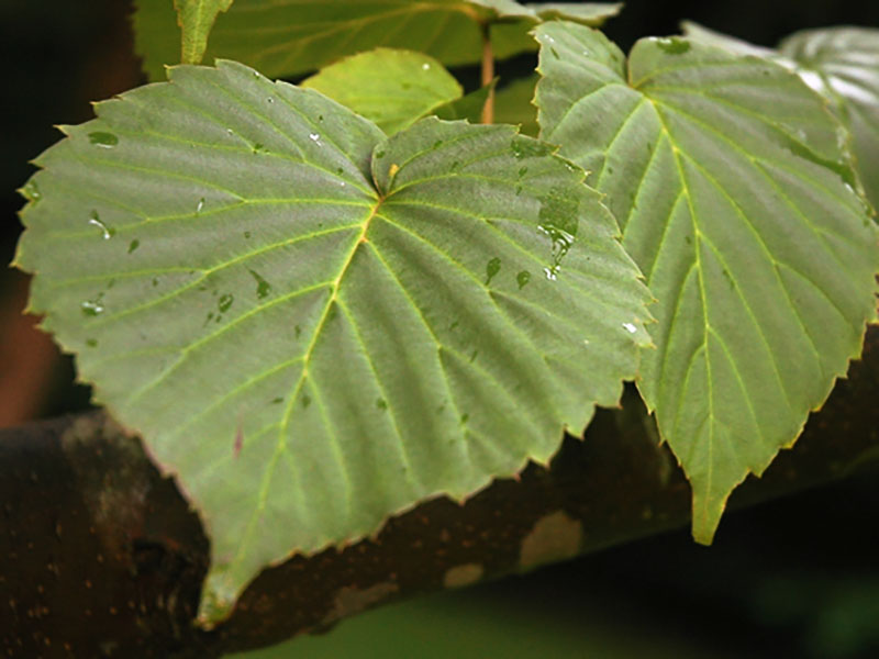 Davidia involucrata var. vilmoriana, leaf.